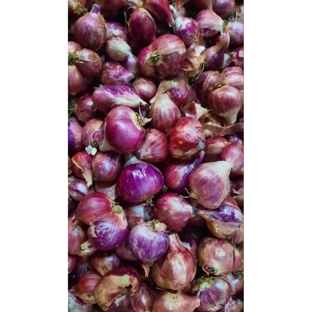 

Bawang Merah Nganjuk Besar/super 250g/¼kg