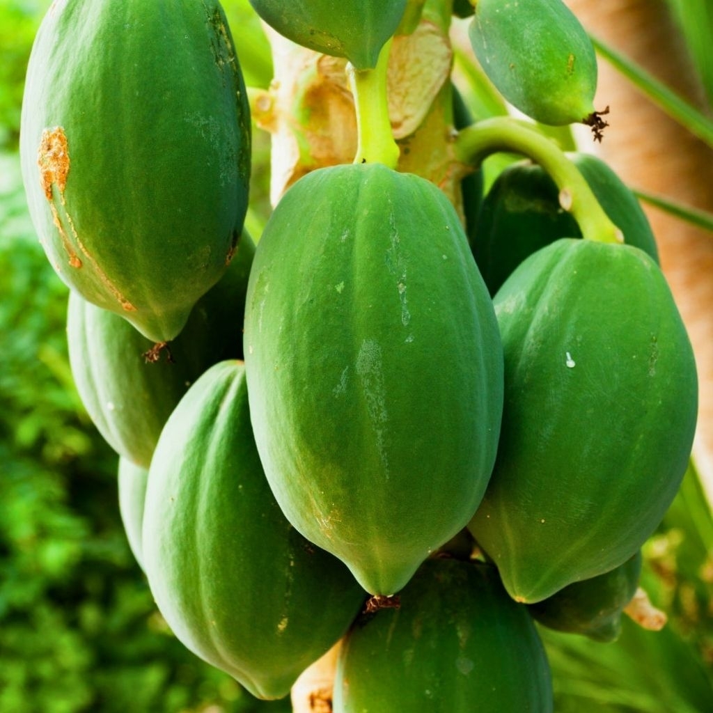 

Buah Pepaya Muda Baru Petik, Mengatasi Telapak Kaki Pecah2.