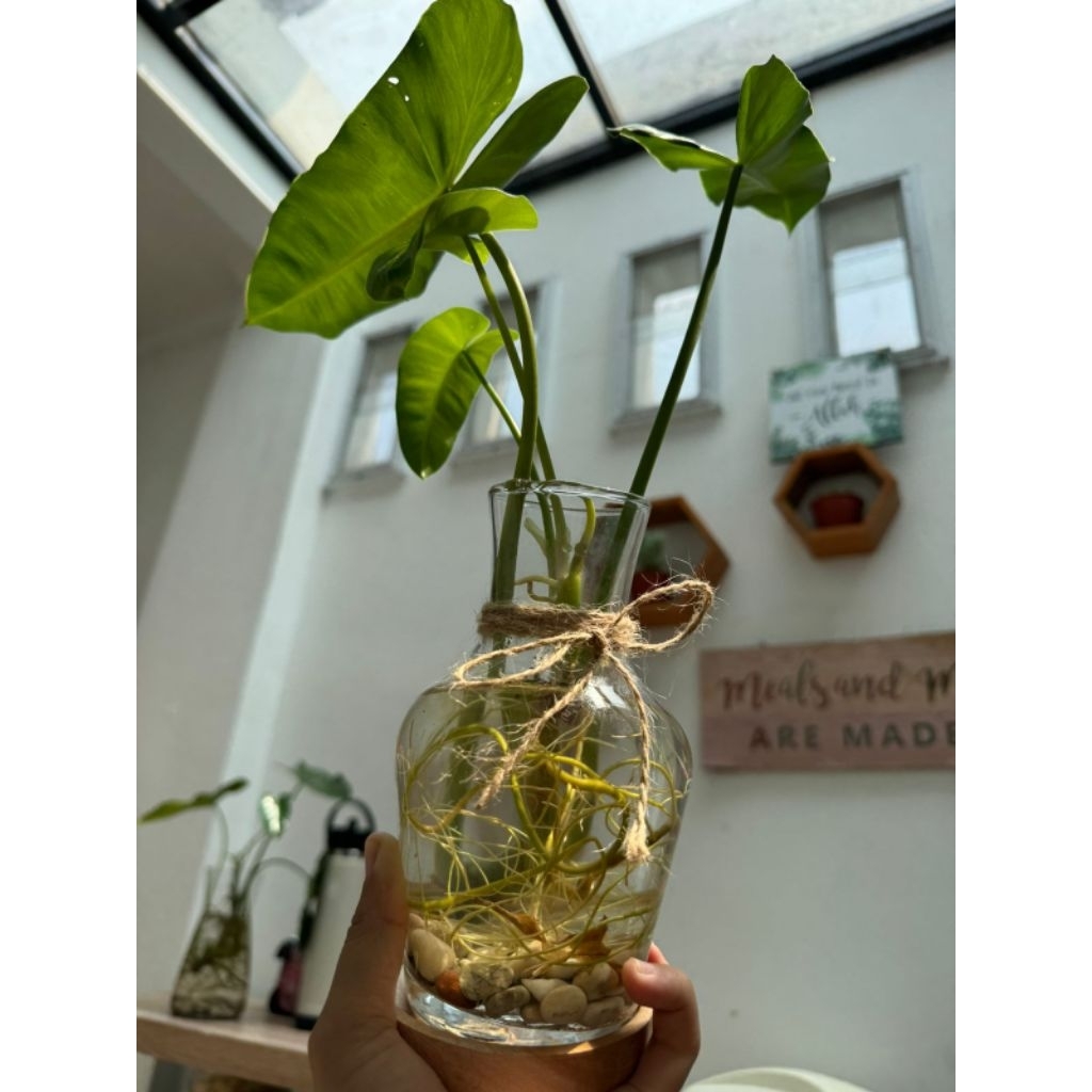 vas bunga kaca hias minimalis bening pot tanaman hidroponik air