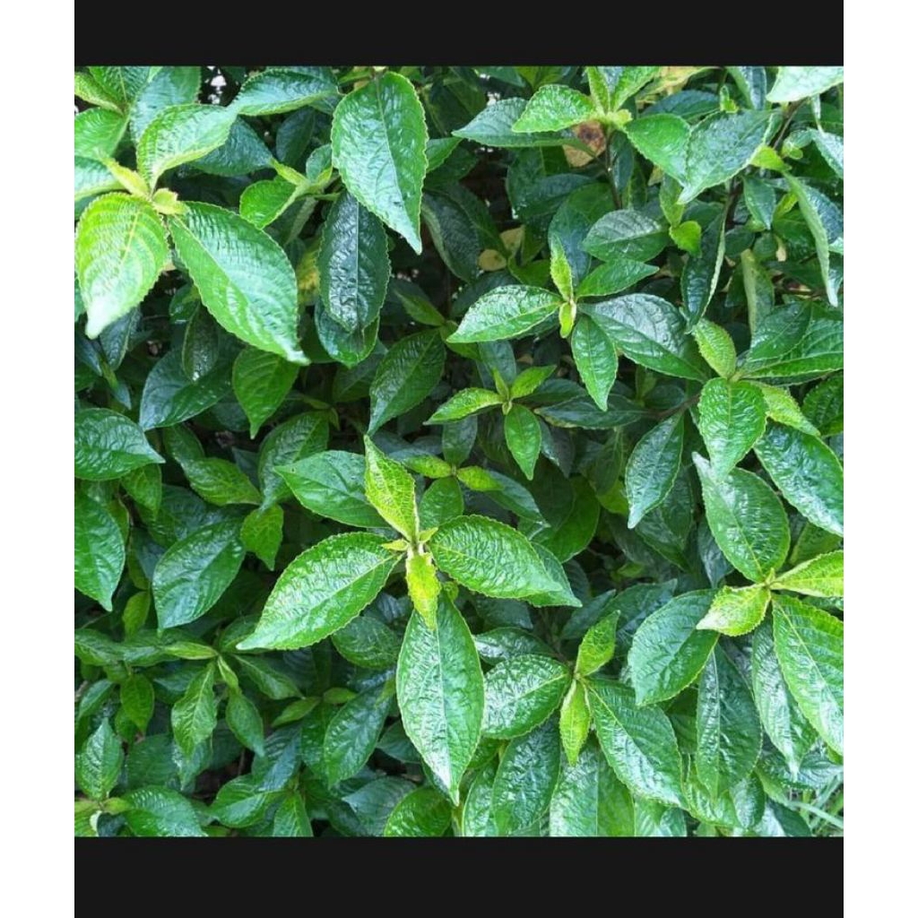 

Daun Keji Beling/Ki Beling/Pecah Beling Seger 500gram