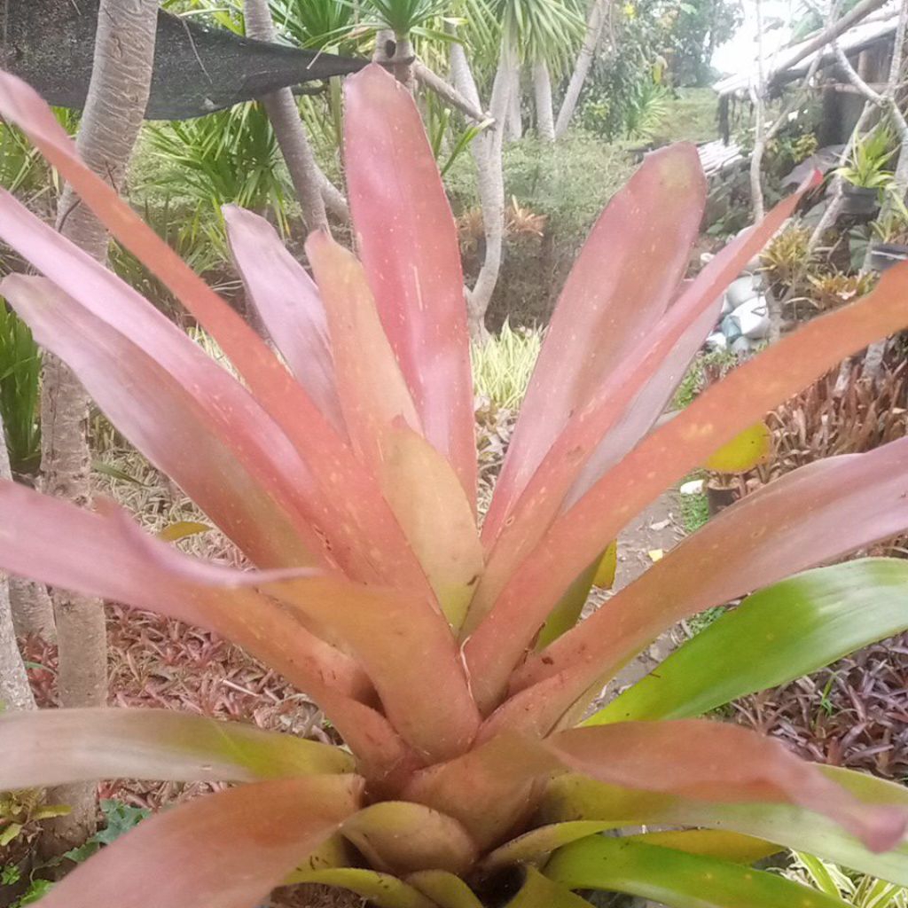 bromelia neo marten mutasi (bromelia besar orange kemerahan)