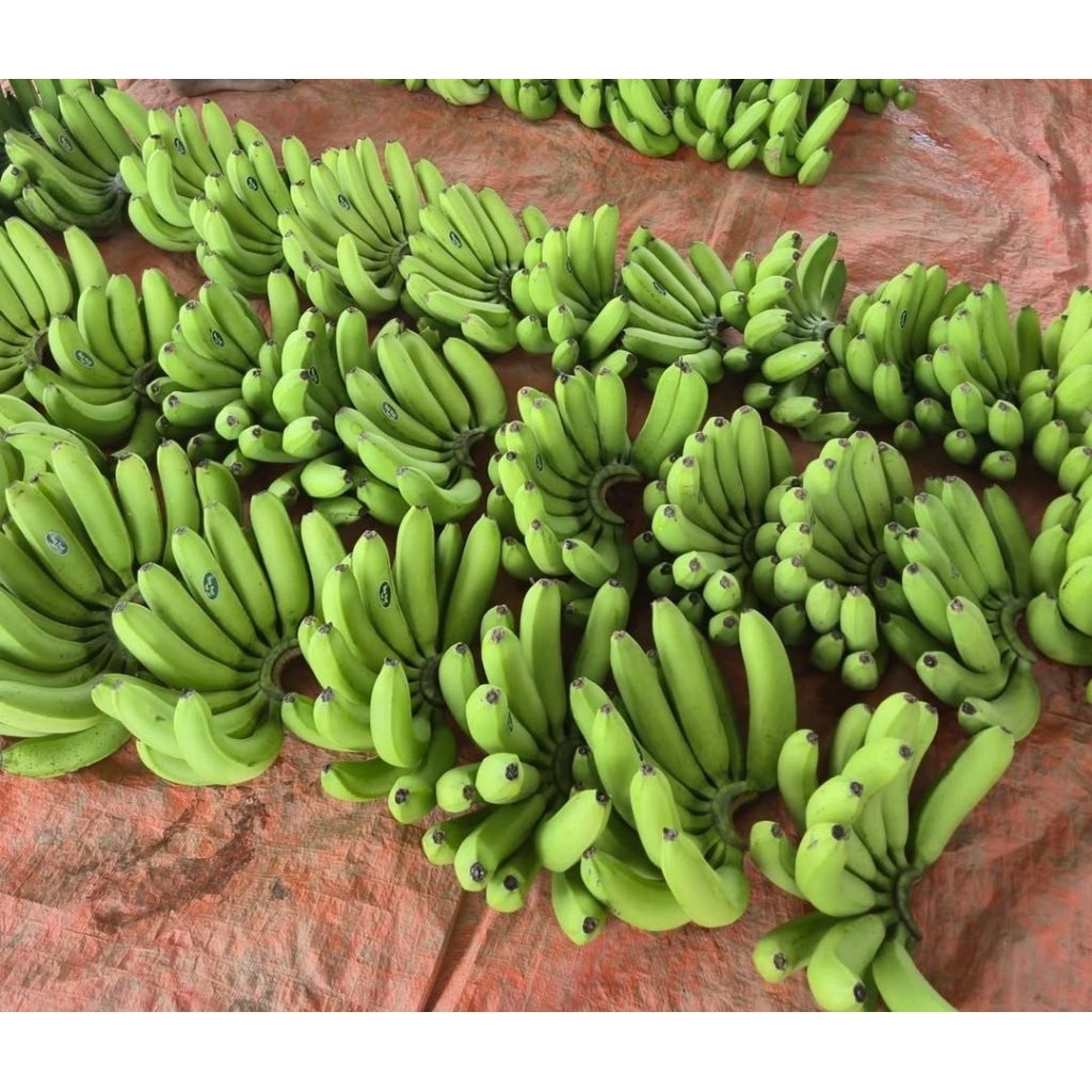 

Pisang Cavendish/Pisang Cavendis Pisang asli Lumajang