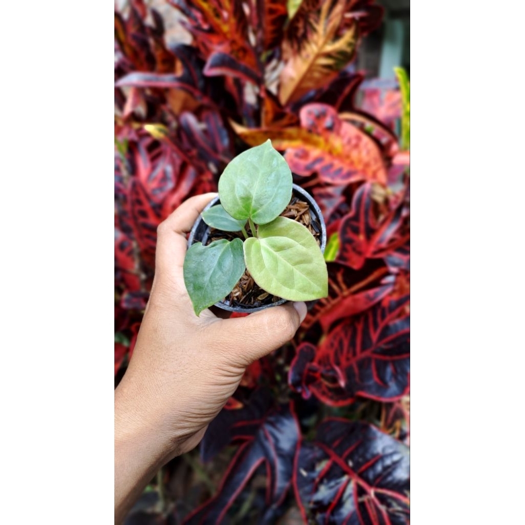 anthurium magnificum x luxurians