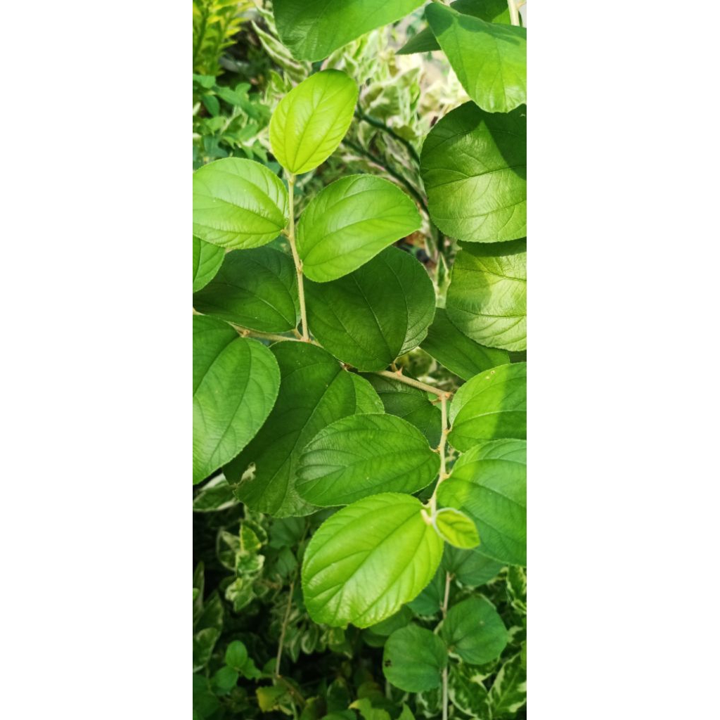 

Daun Bidara, Herbal mantab, bisa untuk Ruqiyah