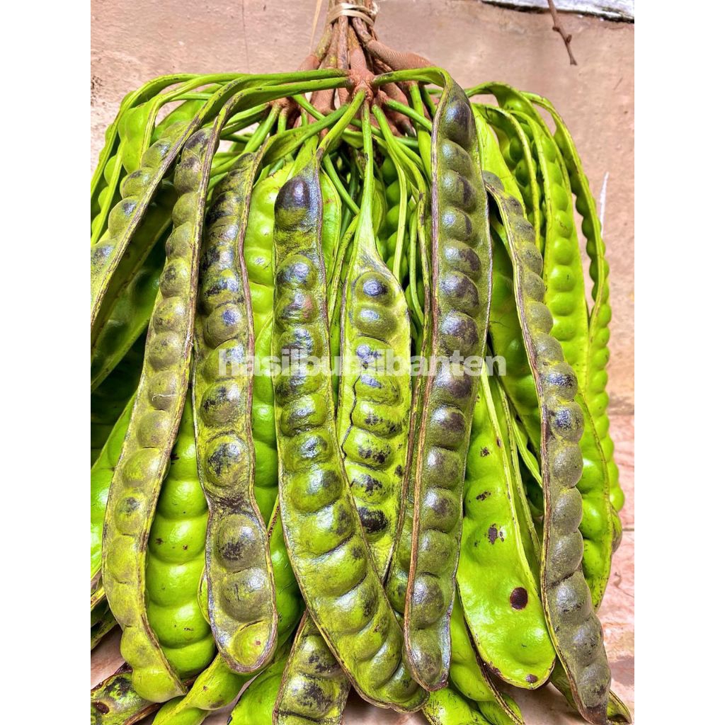 

PETE PETAI MATANG POHON ISI 10 PAPAN LONJOR FRESH