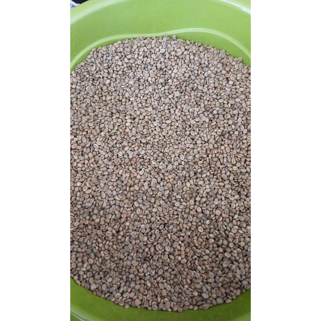 

Green Bean Robusta Asalan Grade 2, Kopi Robusta Mamasa, Toraja