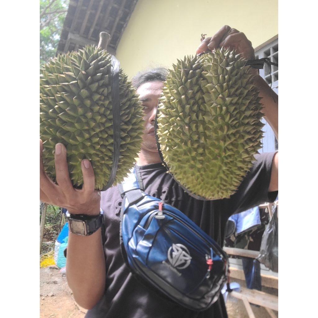 

Durian utuh belom di buka