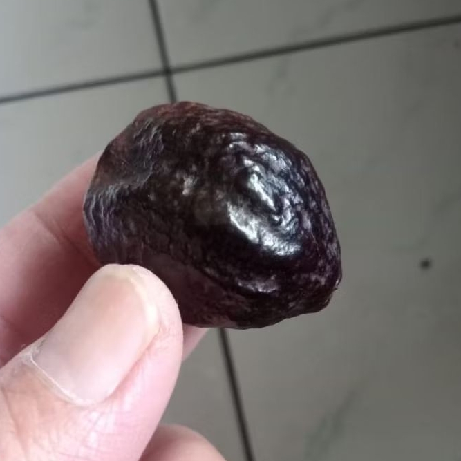 Kemiri Adu Muncang Adu Jayanti Gogog Ori Pasangan Mewah Menang Dua Kali