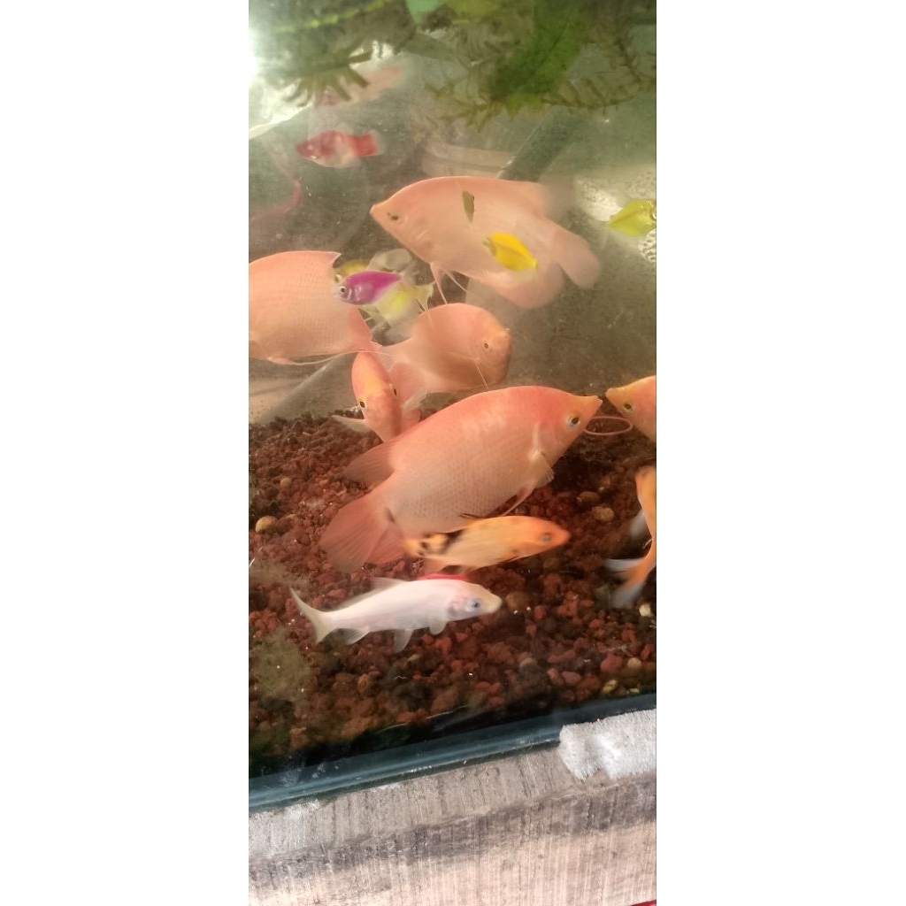 gurame padang 4 jari