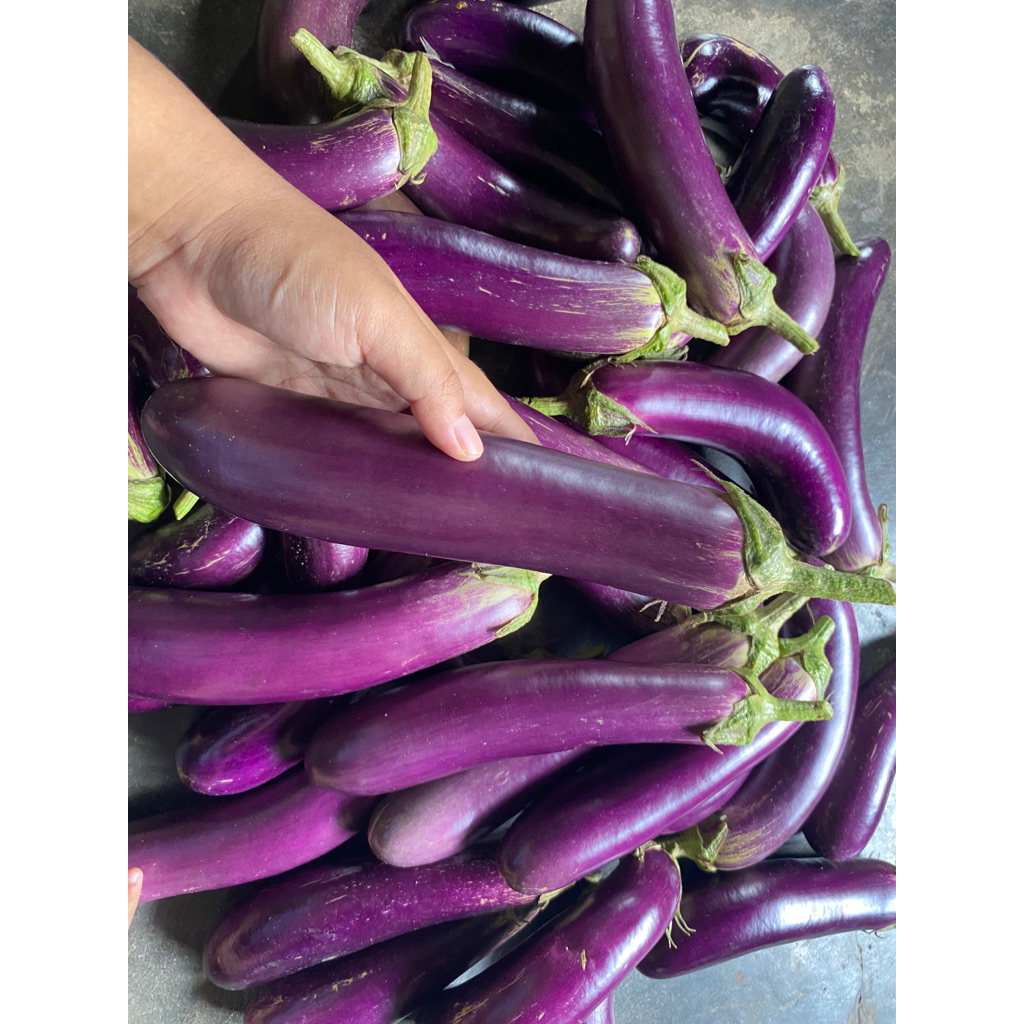 

Terong Ungu Fresh Baru Panen 5kg