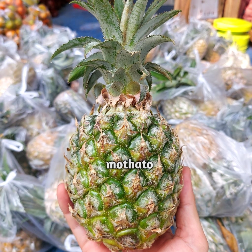 

NANAS MADU SEGAR – Manis Alami, Segar, dan Menyegarkan