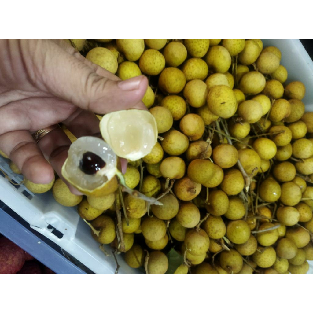 

Klengkeng Bangkok stiker gold