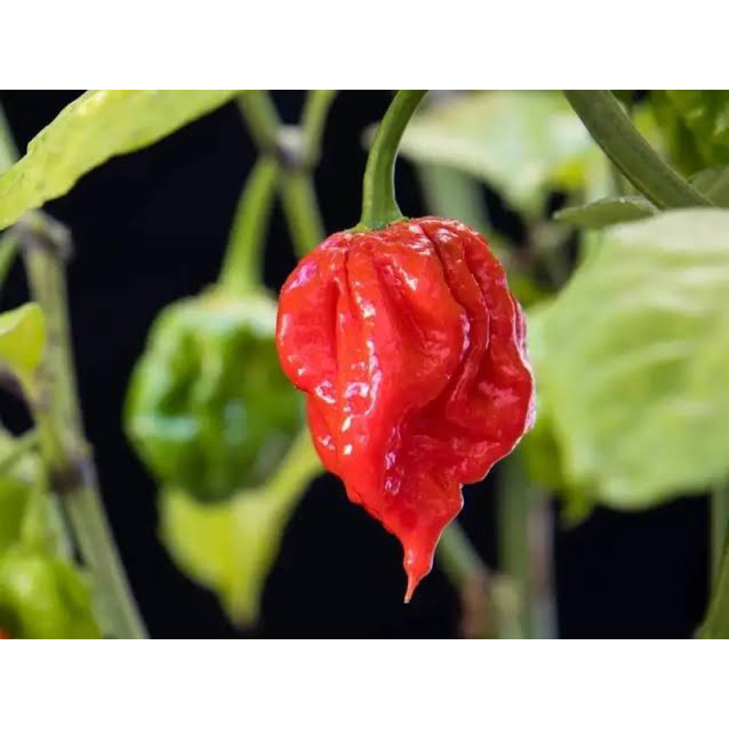2 Benih Cabe Carolina Red Carolina Reaper Benih Cabe Carolina Reaper Unggul Berkualitas Bibit Cabe C