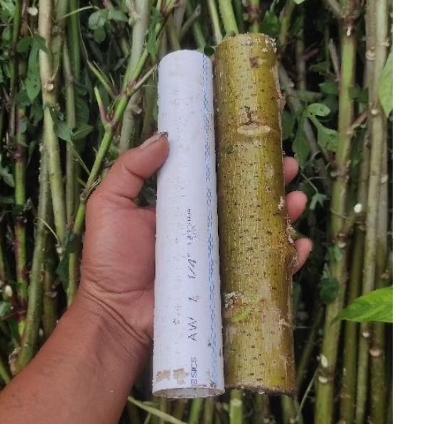 

ketelapapua pohongpapua telopapua jumbo 1 3/4 dim.