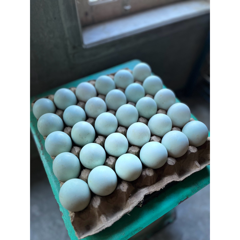 

Telur Itik Segar – Ukuran Besar – Bersih & Berkualitas – Cocok untuk Masakan & Kue