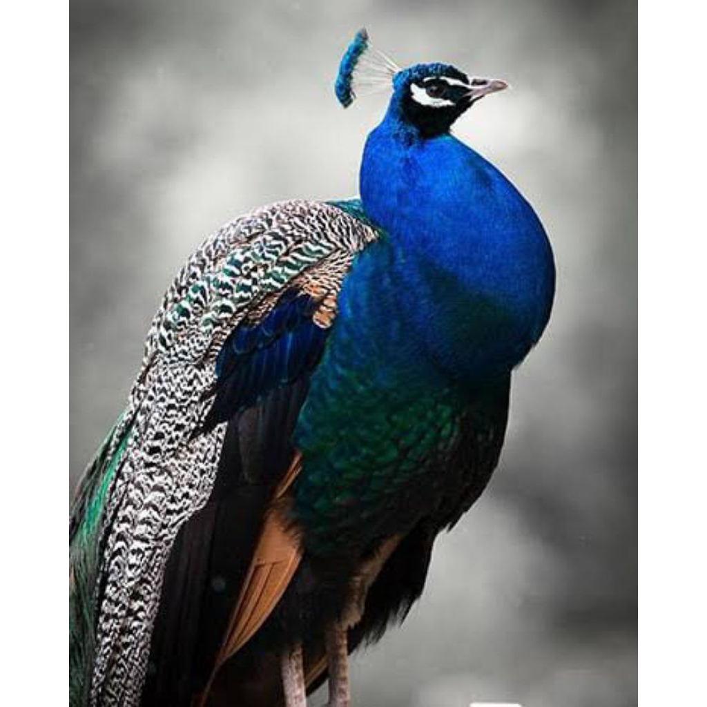 

telur fertil merak biru siap menetas