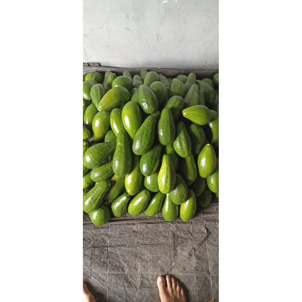 

Alpukat mentega asli ranau