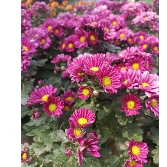 krisan ungu matahari