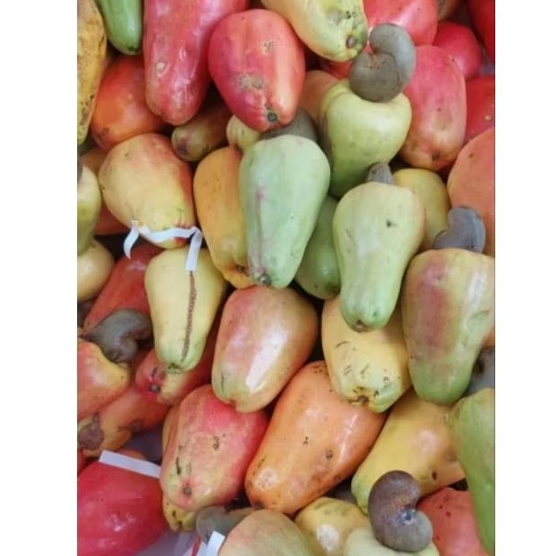 

Jambu moneng/Jambu Mede