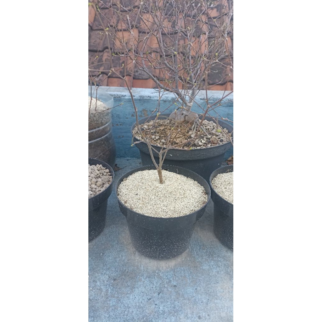 euphorbia hedyotoides