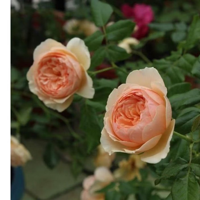 Mawar import masora indukan