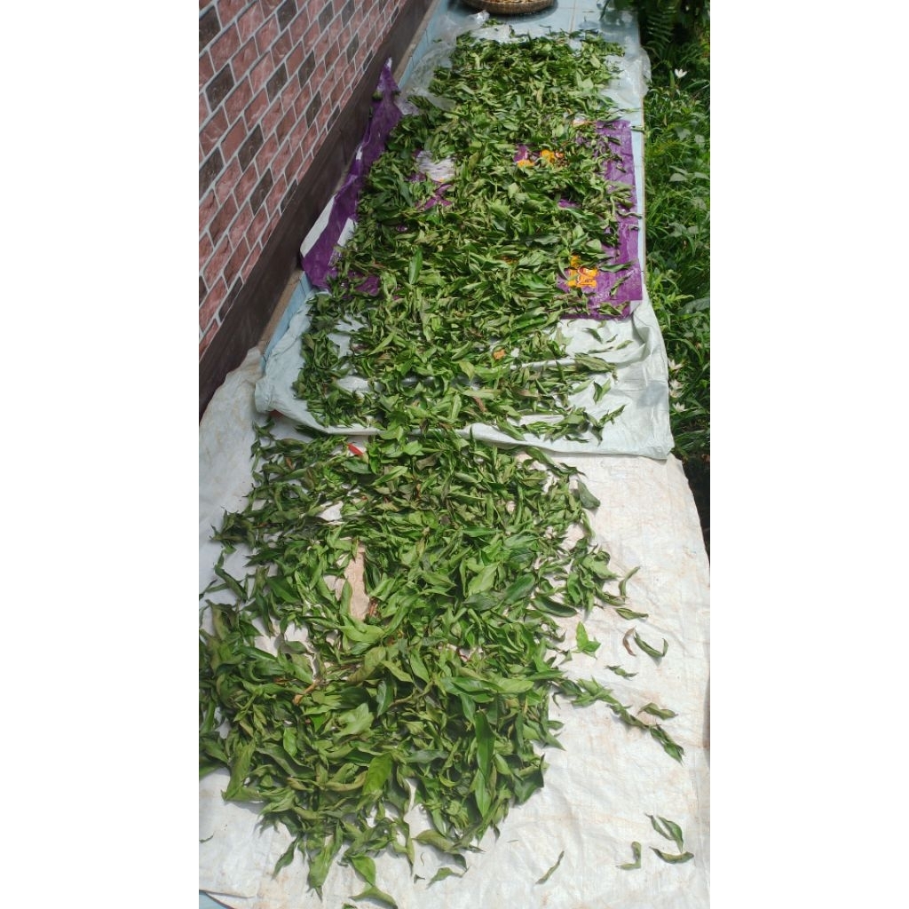 

DAUN MAHKOTA DEWA KERING