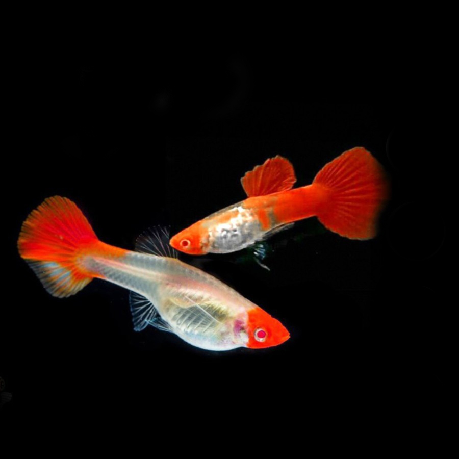 Ikan Hias Guppy Platinum Koi / Ikan Hias Air Tawar / Ikan Tanpa Aerator Udara dan Filter