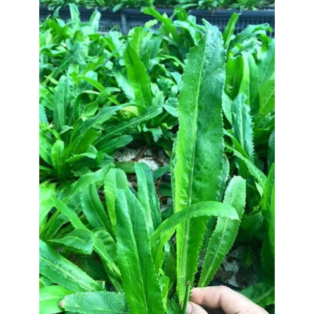 

Walang sengit petik dadakan size 100 gram siap kirim