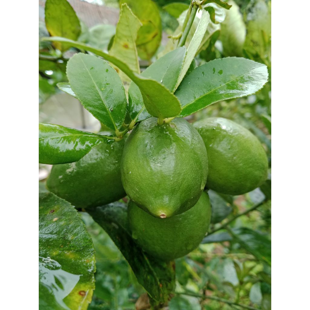 

Jeruk nipis jeruk LEMON segar fres / 1 kg