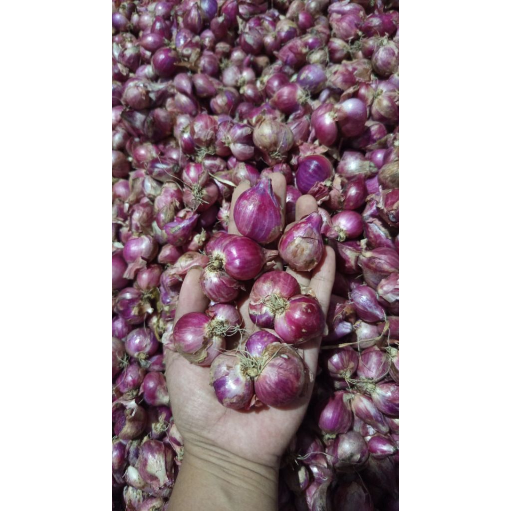 

Bawang merah1/2kg