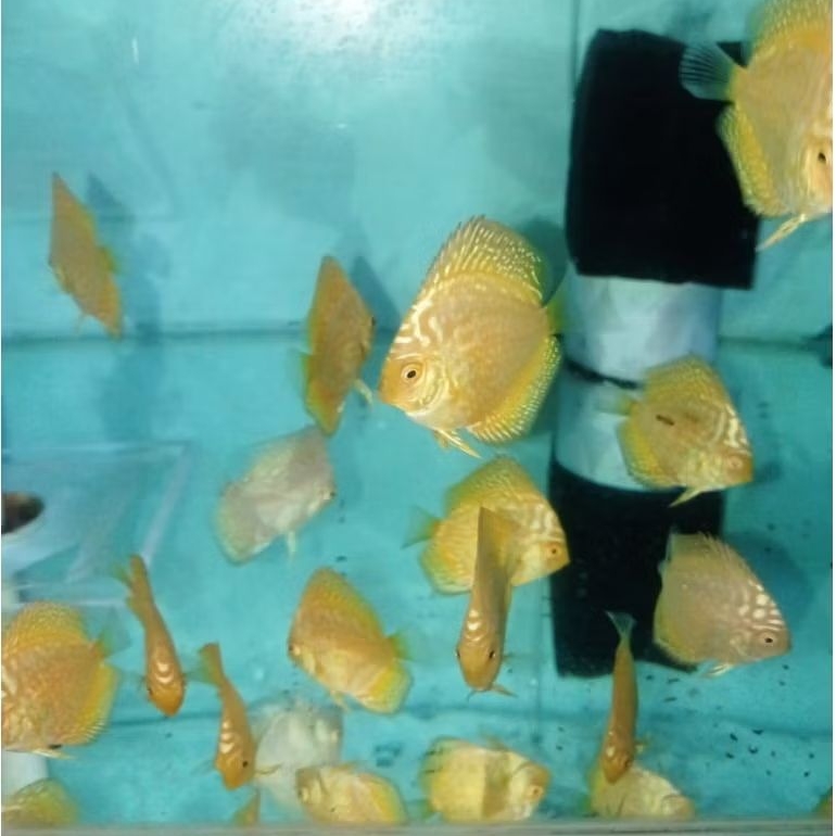 Discus yellow pigeon CKB 2 inchi ikan aquascape/discus berkualitas terbaik