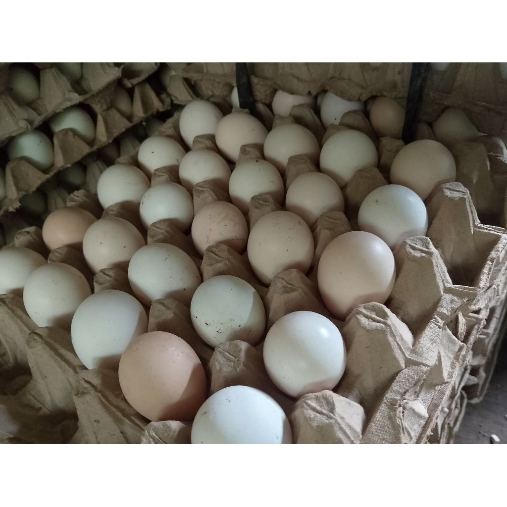 

TELUR AYAM KAMPUNG ORGANIC FRESH