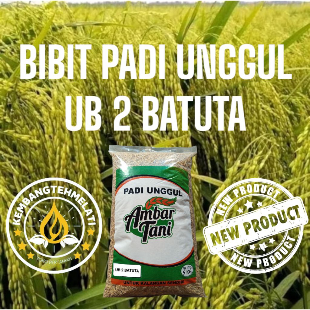 BIBIT PADI UNGGUL TERBARU UB 2 BATUTA KEMASAN 5KG