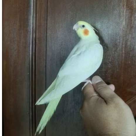 Falk lutino skill free fly