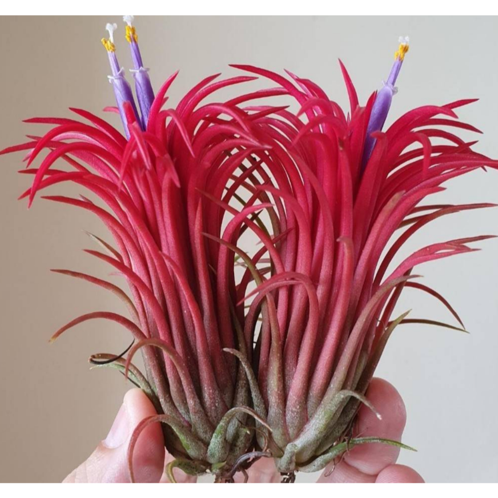 Botanica BTi 27 - Tillandsia Ionantha Fuego Giant