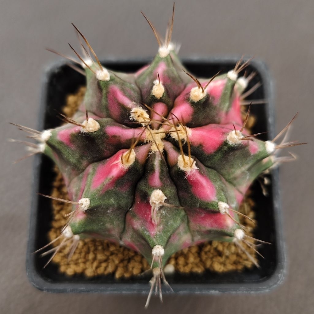 Tanaman Kaktus Gymnocalycium mihanovichii Pink Diamond