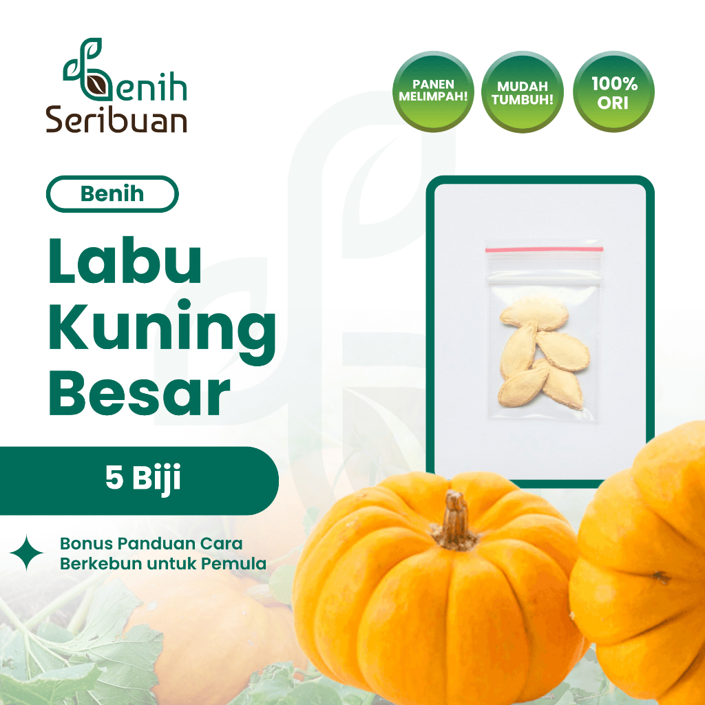 Benih Seribuan - 5 Benih Buah Labu Kuning Besar Waluh Unggul
