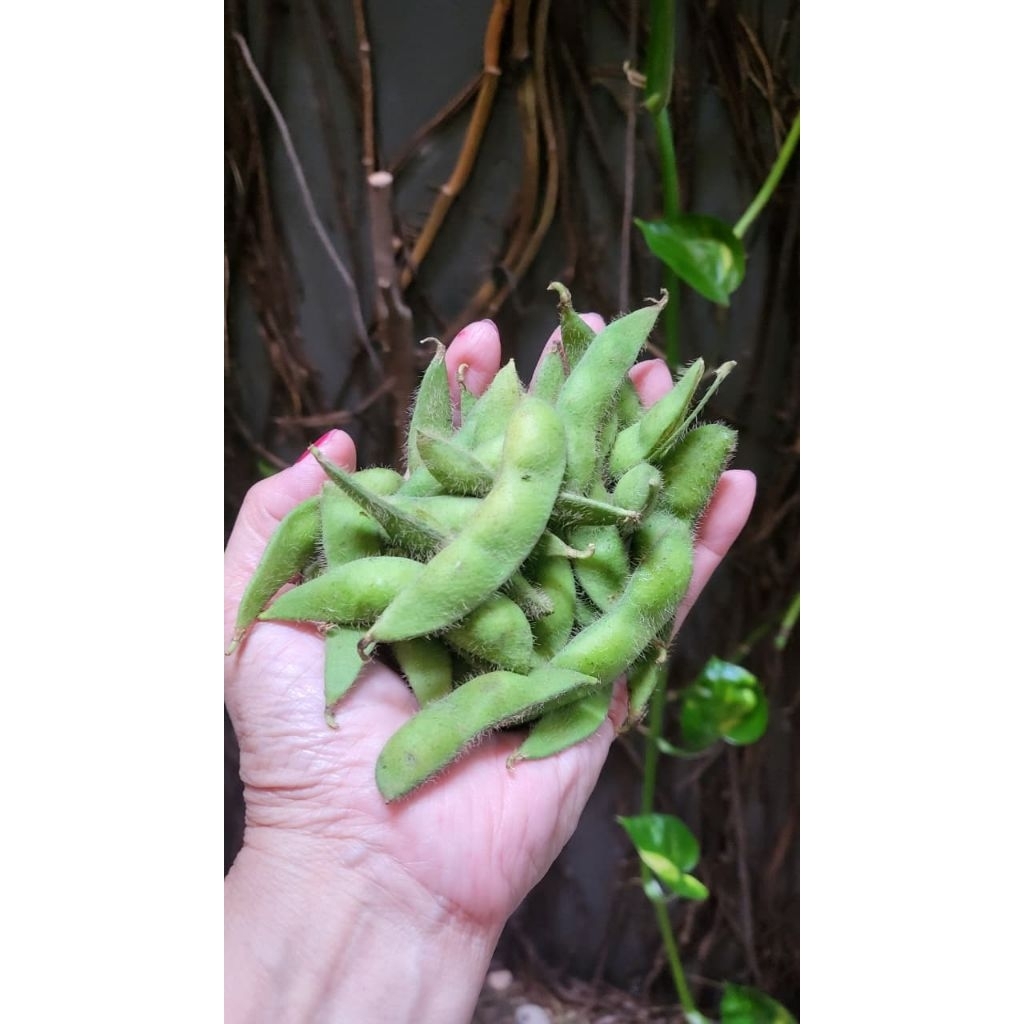 

Fresh Edamame 1kg