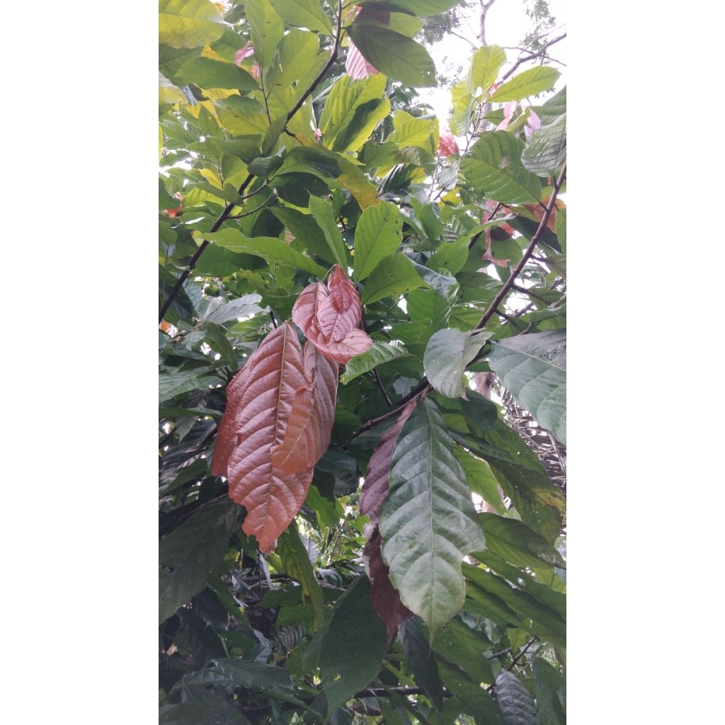 

Daun kakao daun coklat segar 15 lembar