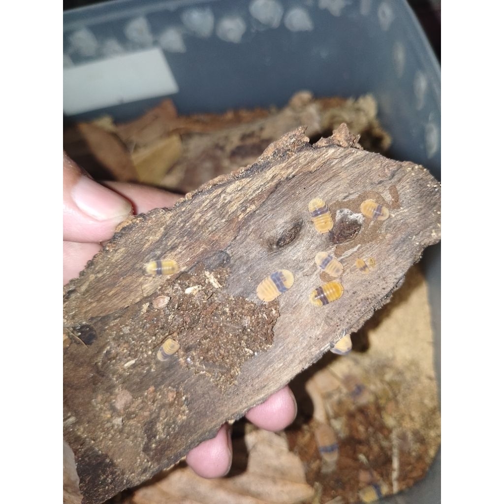 Cubaris sp "Amber ducky"