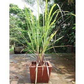 Bibit Tanaman Sereh Serai Bumbu Masak / Bibit Serai