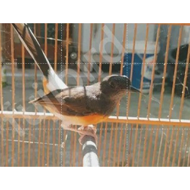 Murai Medan Jamin Jantan Bekasi