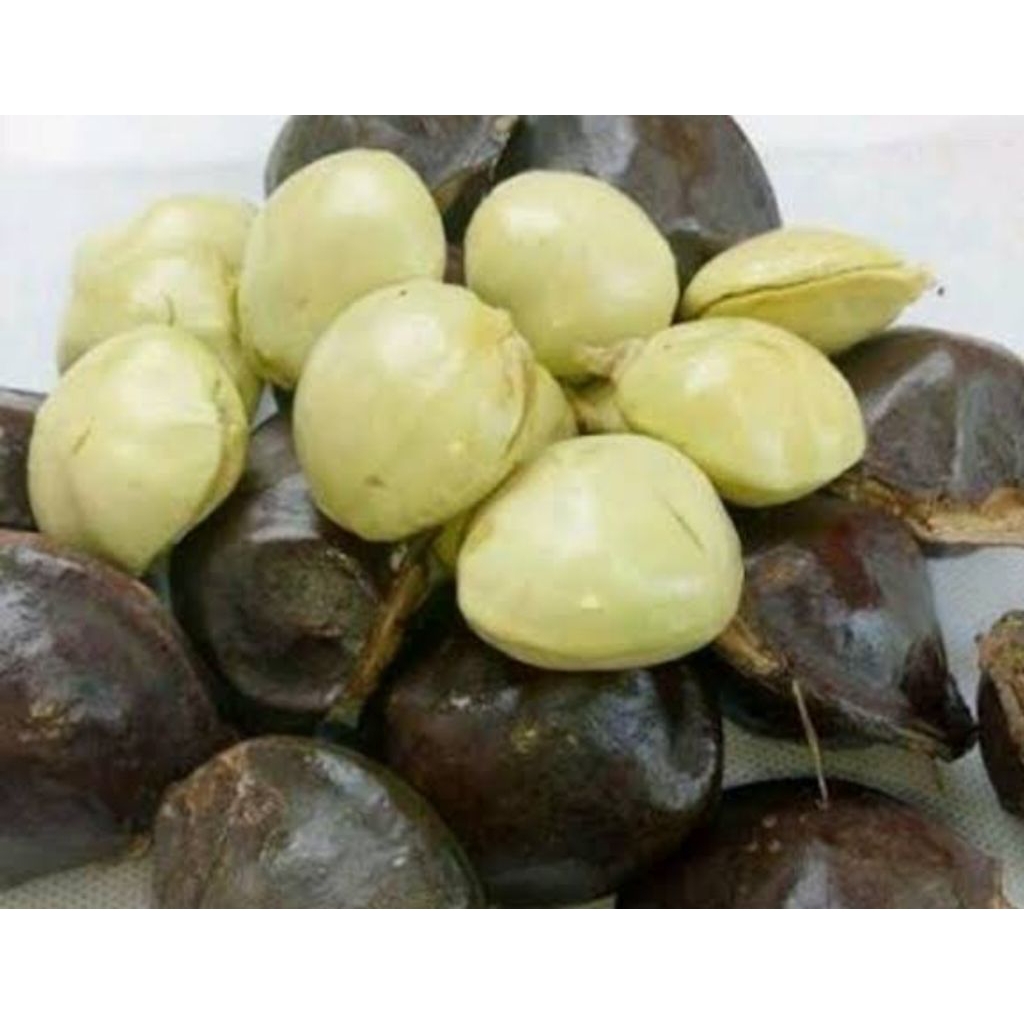 

Jengkol muda kulit 500gram