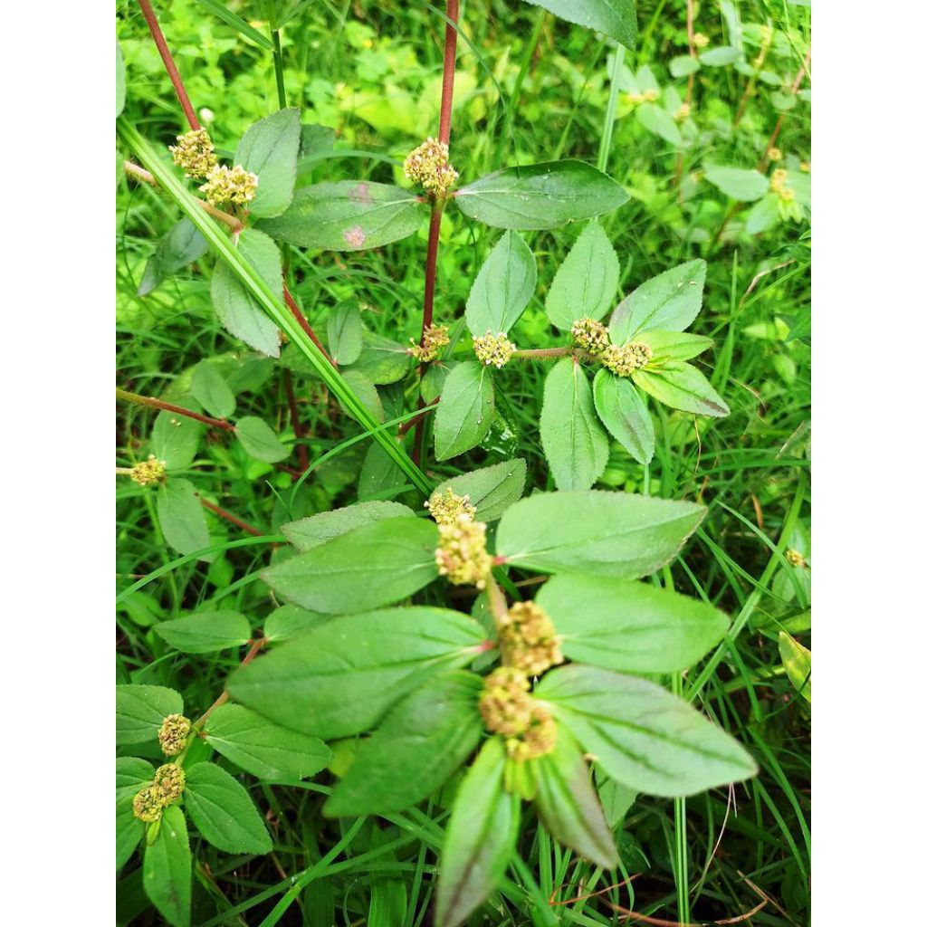 

Daun petikan kebo atau daun nanangkaan fresh langsung petik kwalitas bagus size 100 gram