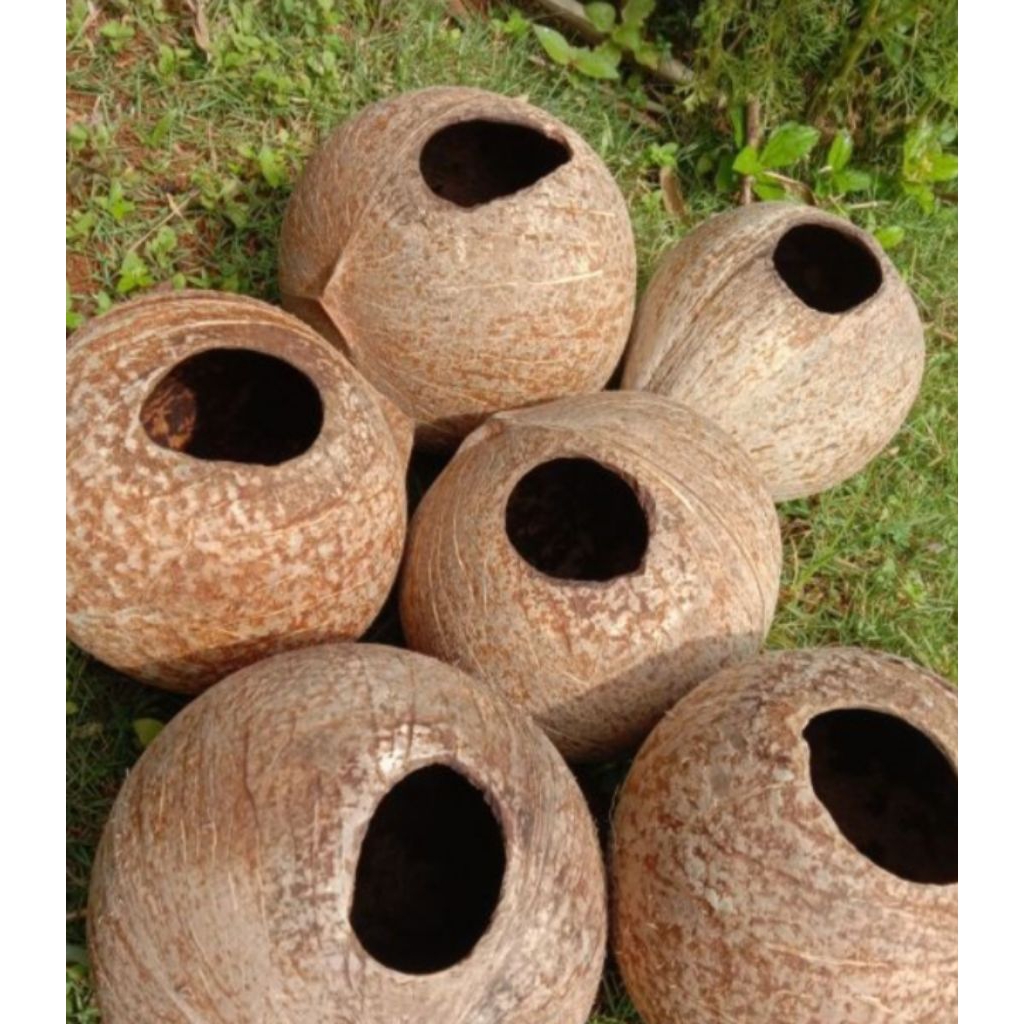 cumplung,Batok kelapa utuh, tempurung kelapa utuh per1butir