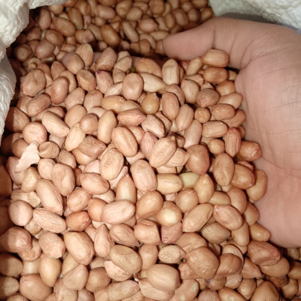 

kacang tanah mentah 250grm,500grm,1kg