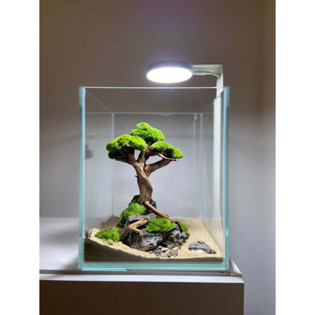 PROMO MURAH Aquascape mini tema bonsai kecil,beserta soliter.