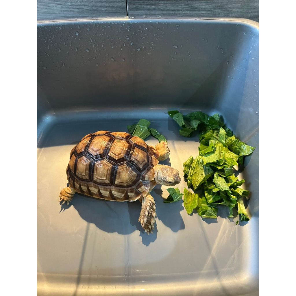 Pelet sulcata tiger 16-17cm