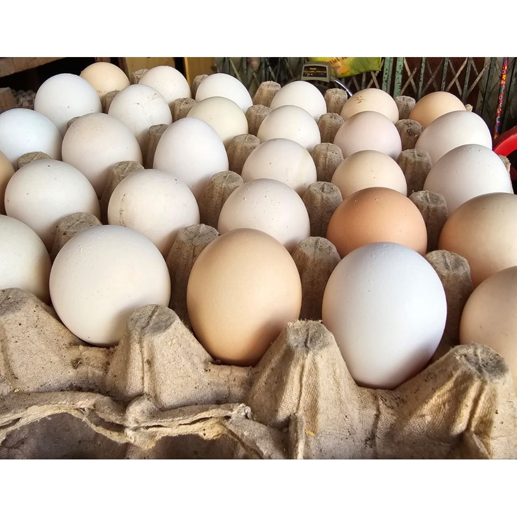 

TELUR AYAM KAMPUNG ASLI 30 BUTIR/PER PAPAN