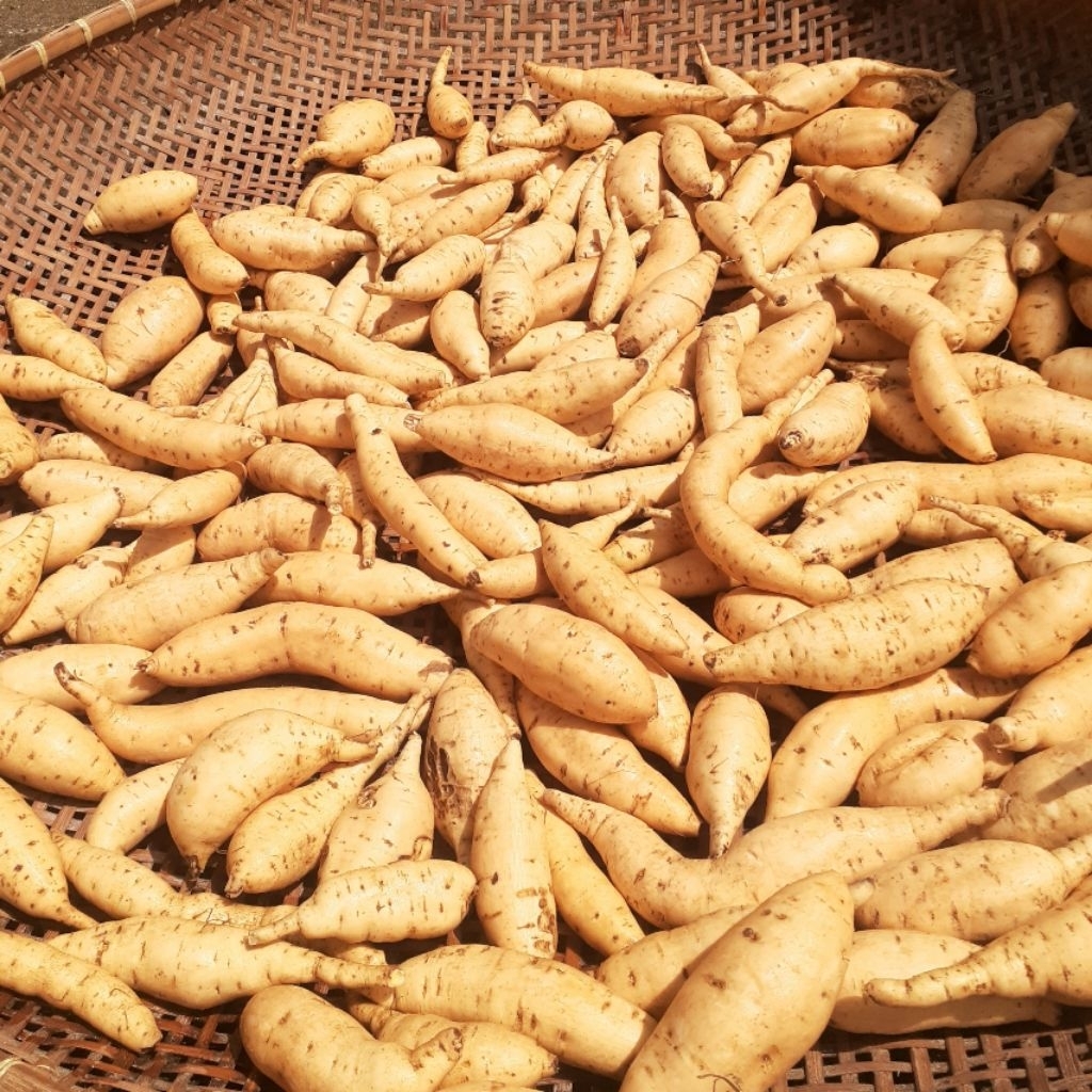 

ubi madu cilembu asli ukuran sedang isi 10 .11 .12 .13/kg cocok untuk di oven